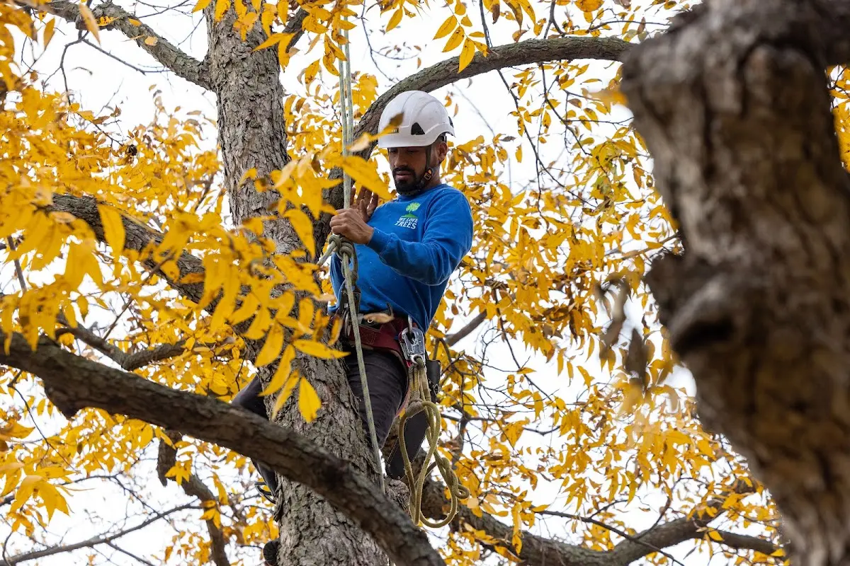 Skilled Tree Planing crew working in Chautauqua